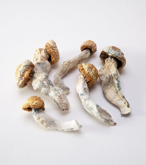 Penis-Envy-Magic-Mushrooms.-510x575-1.jpg Penis Envy Magic Mushrooms