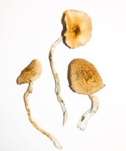 Golden Teacher Magic Mushrooms