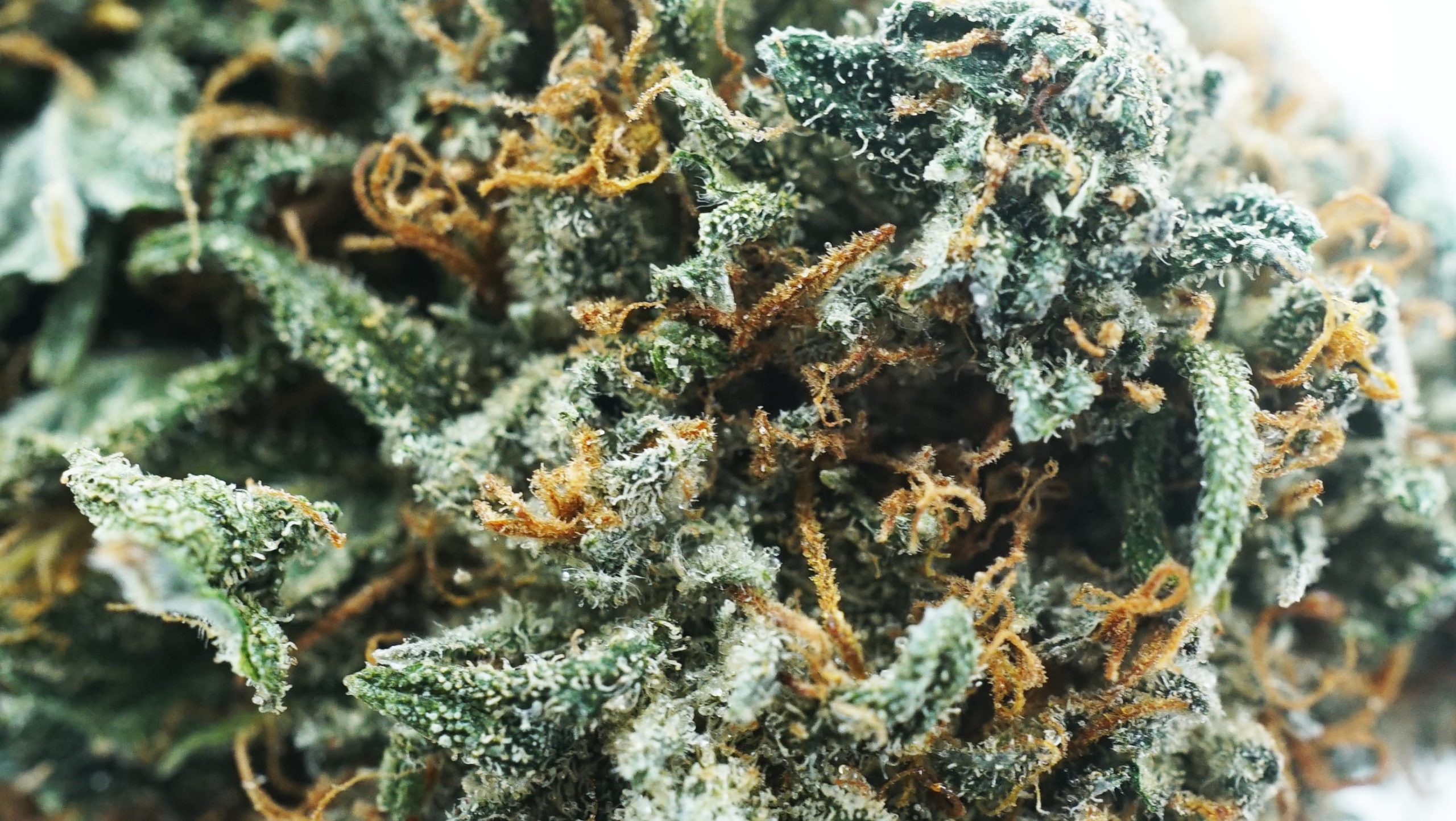 Greencrack-god-2-min-scaled-1.jpg