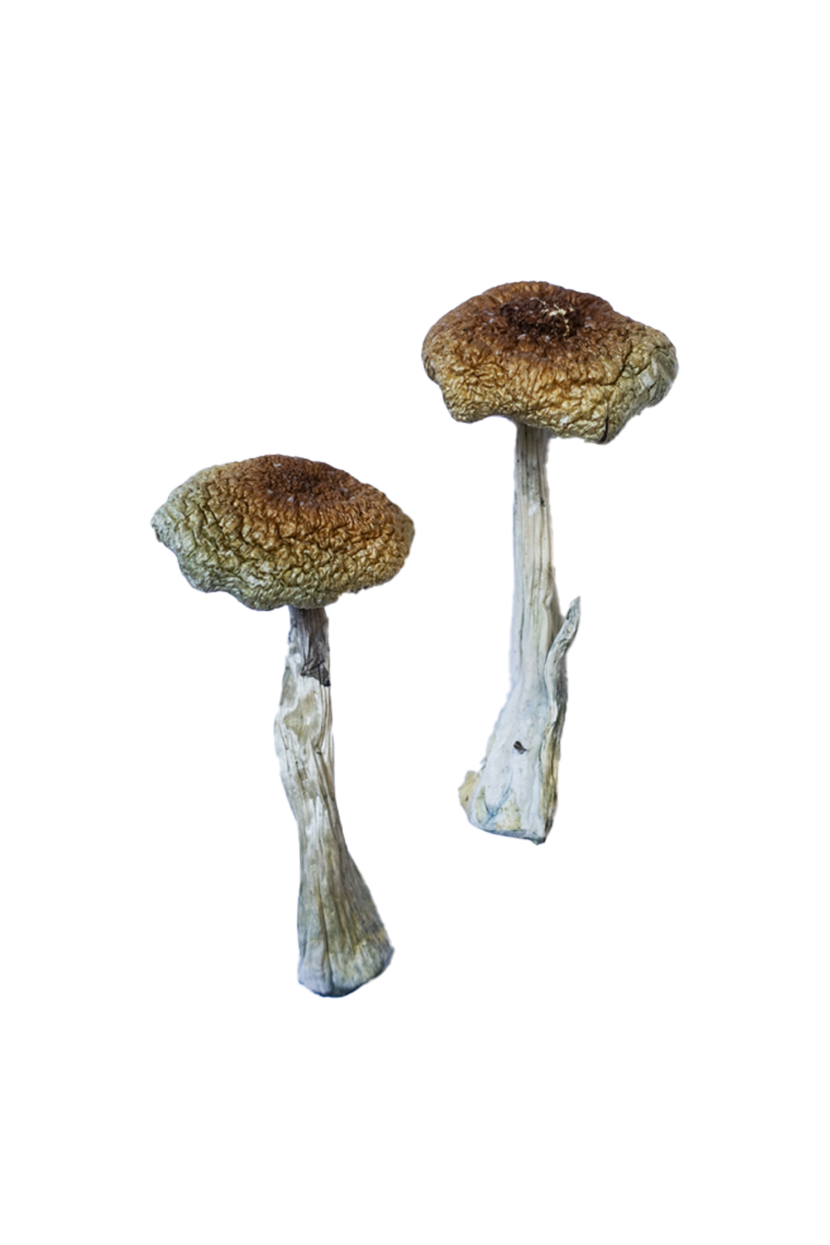 Psilocybe-Aztecorum-Shrooms.jpg