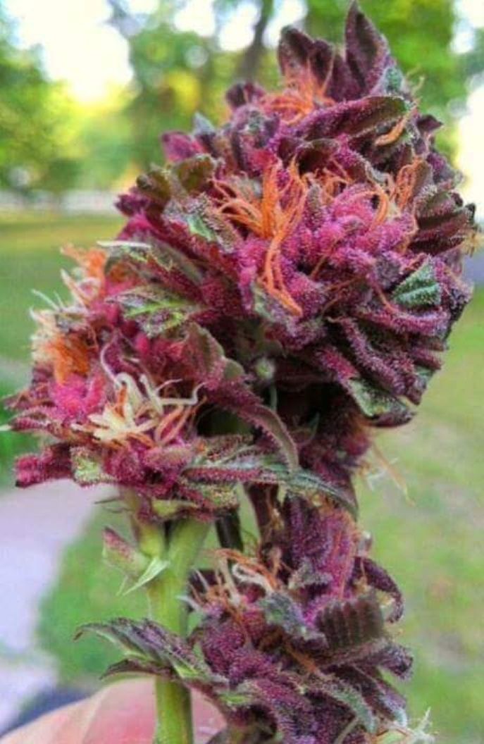 Purple-Queen-Fem-3-Seeds.jpeg
