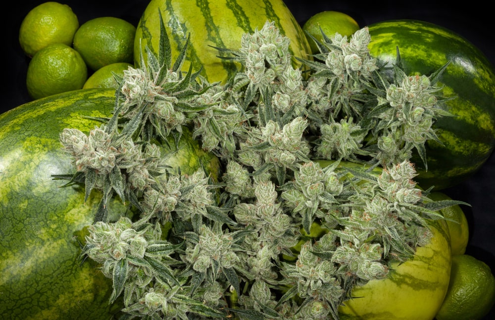 Watermelon-Cannabis-Strain.jpg