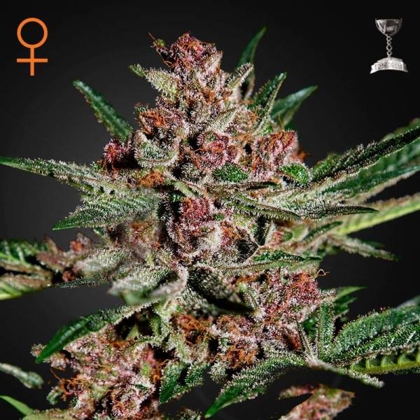 greenhouse-seeds-bubba-kush-feminized.jpg