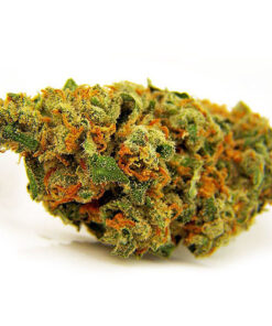 Jack herer strain