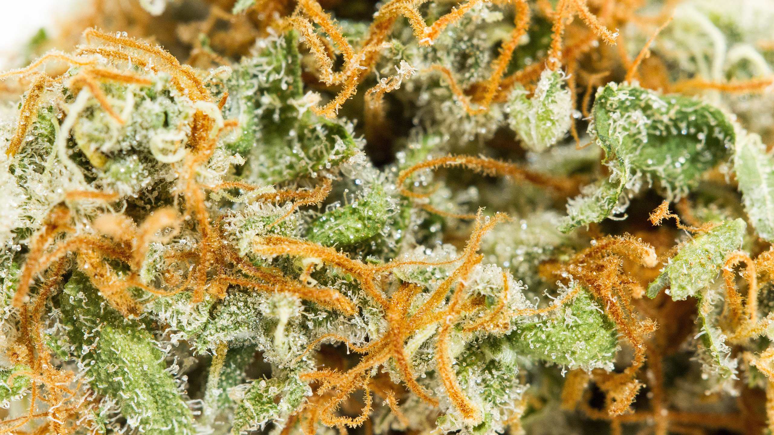 orange-juice-trichomes.jpeg