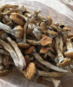 Psilocybe cubensis