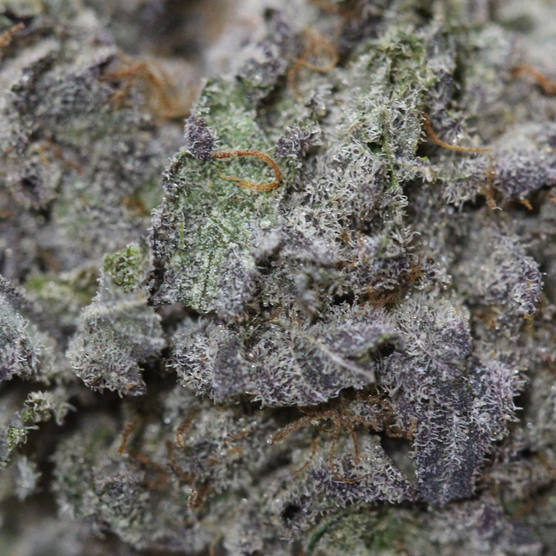purpleurkle-macro.jpg