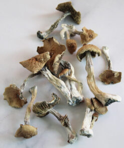 Golden mammoth mushrooms