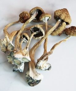 Psilocybe Cubensis