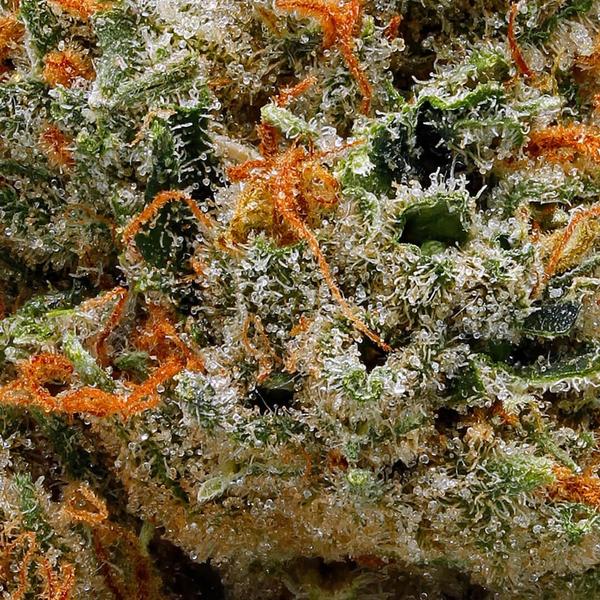 strawberry_cough-Macro_grande.jpg