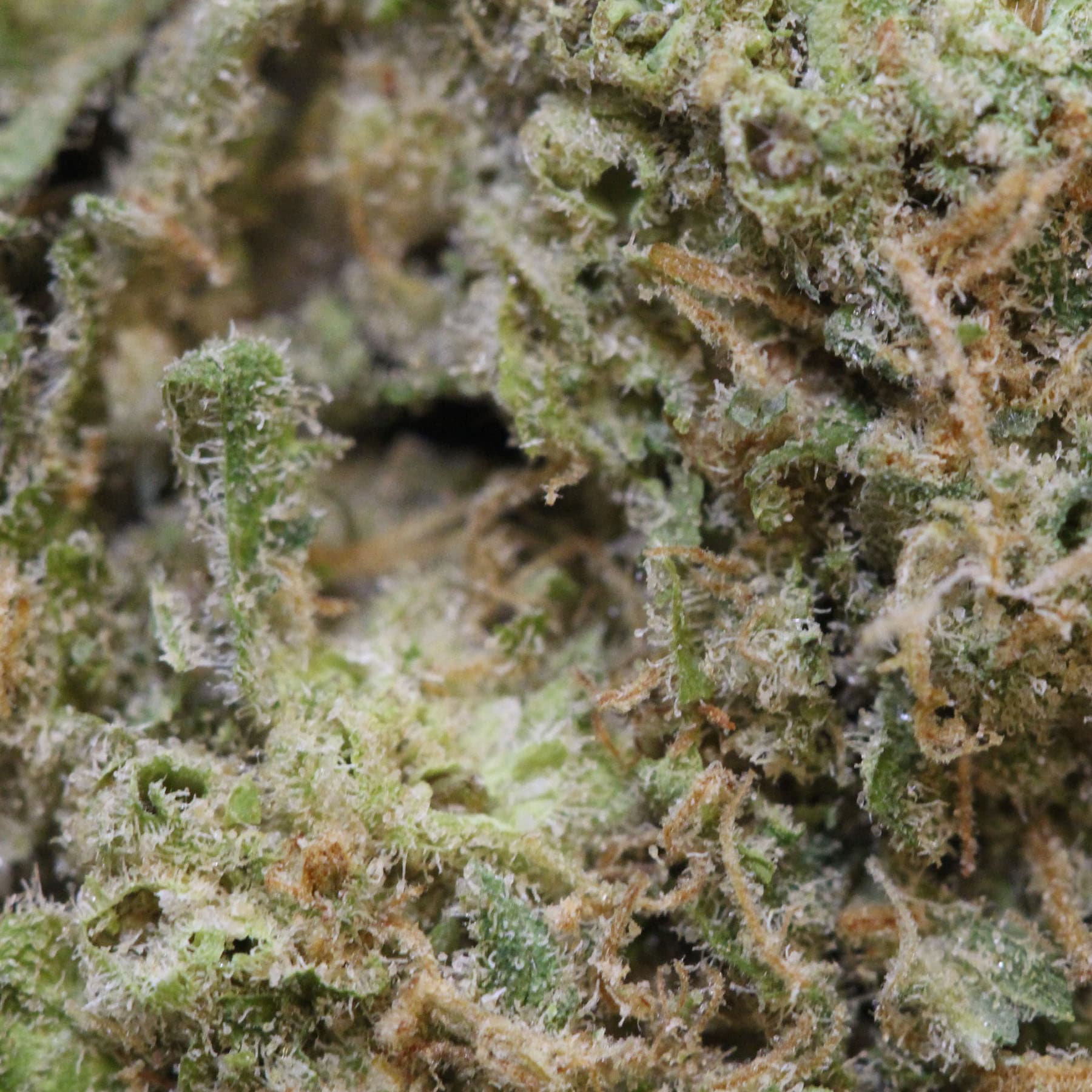 whitecheese-macro.jpg